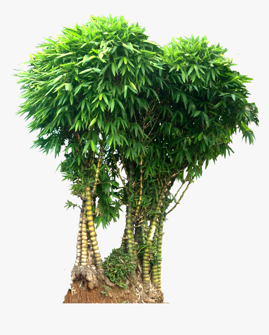 Wamin Bamboo Tree Png Picture - Bamboo Tree Full Png, Transparent Png