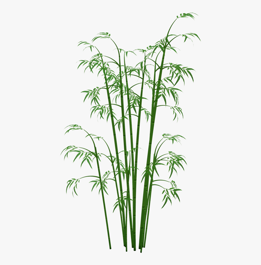 Bamboo Plants Png - Transparent Bamboo Png, Png Download