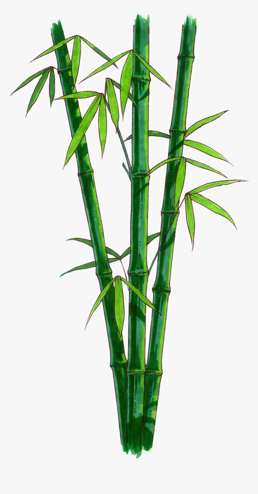 Bamboo Png - Bamboo With No Background, Transparent Png