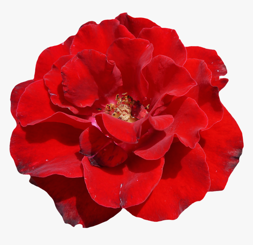 Rose Red Blossom Free Picture - Red Rose Flower White Background Transparent, HD Png Download