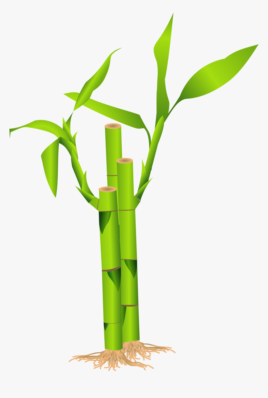 Bamboo Tree Png - Bamboo Clipart, Transparent Png