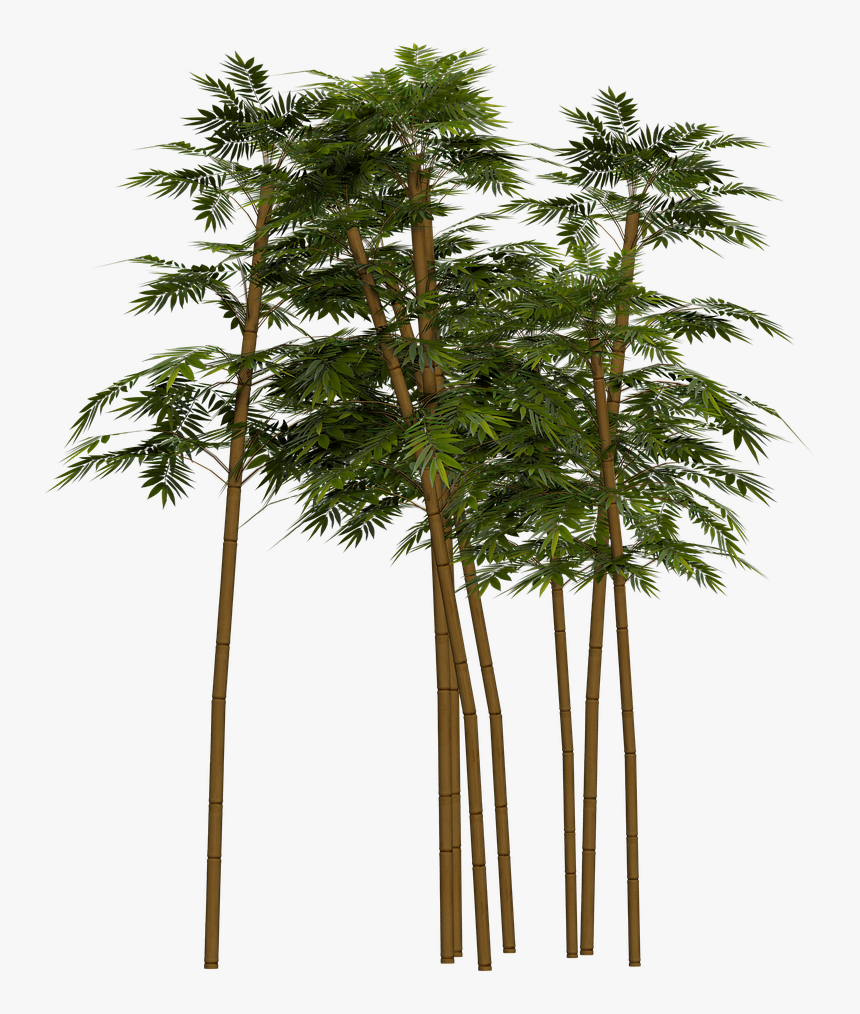 Bamboo Plant Wellness Png Image - Bamboo Plant In Png, Transparent Png