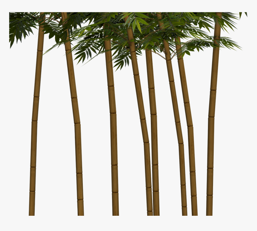 Bamboo Plant Wellness Png Image - Bambuträd Png, Transparent Png