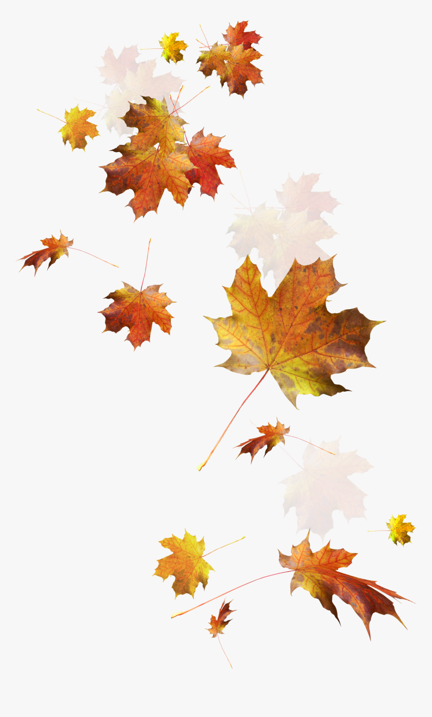 Autumn Color Leaves Leaf Falling Download Hd Png Clipart - Fall Leaves Transparent Background, Png Download