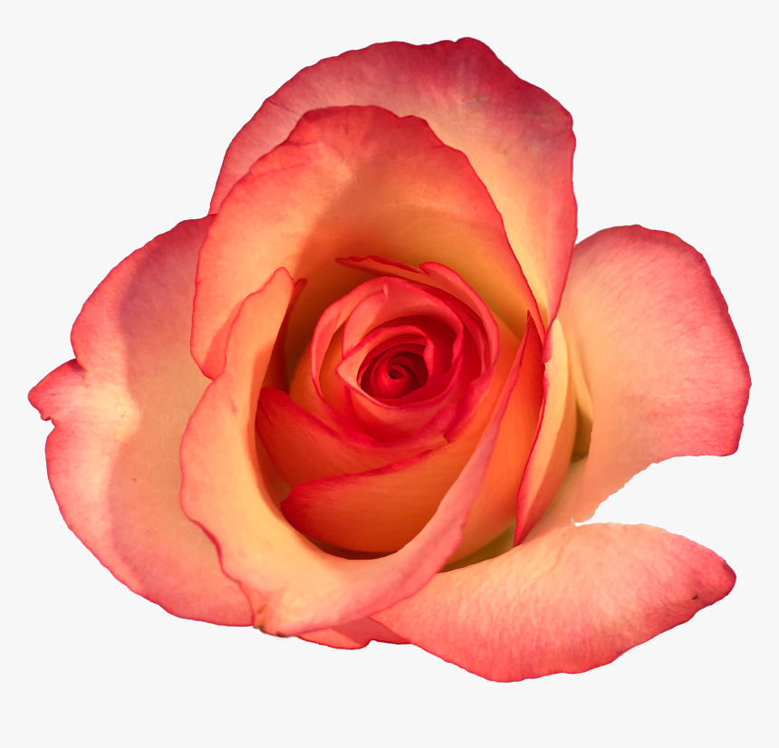 Roses In The Void By Will Gee - Floribunda, HD Png Download