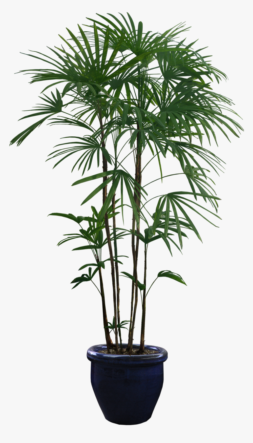 Plants Cut Out Png, Transparent Png