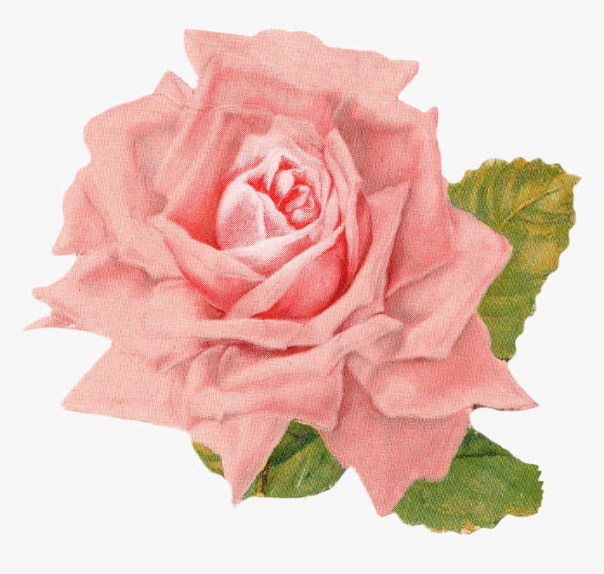 Rose Clipart Vintage Roses - Vintage Rose Image Transparent, HD Png Download