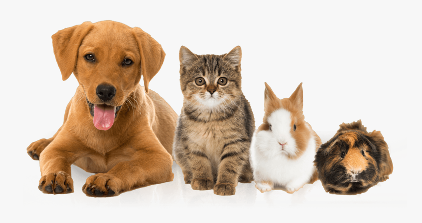 Brayvet Pets - Cat Rabbit And Dog, HD Png Download