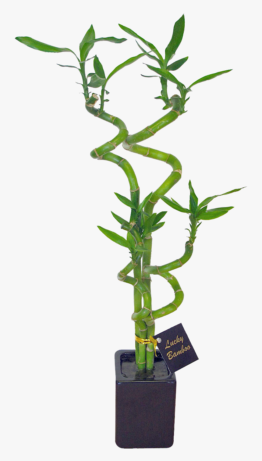 Bamboo House Plant Png - Long Dendrobium Orchid Pot, Transparent Png