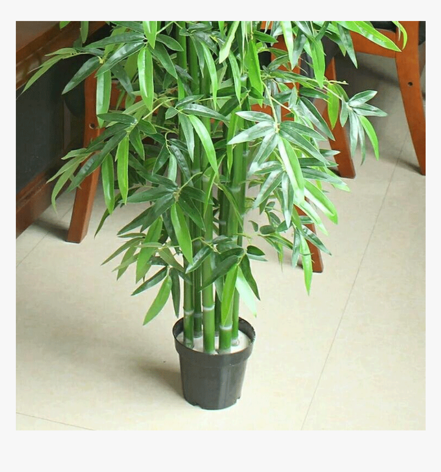 Houseplant, HD Png Download