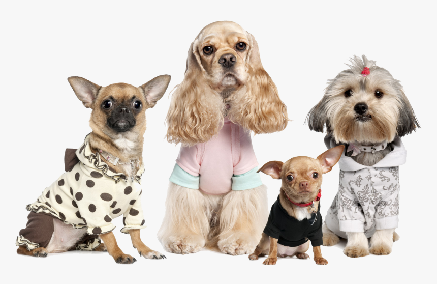 Dogs Variety, HD Png Download