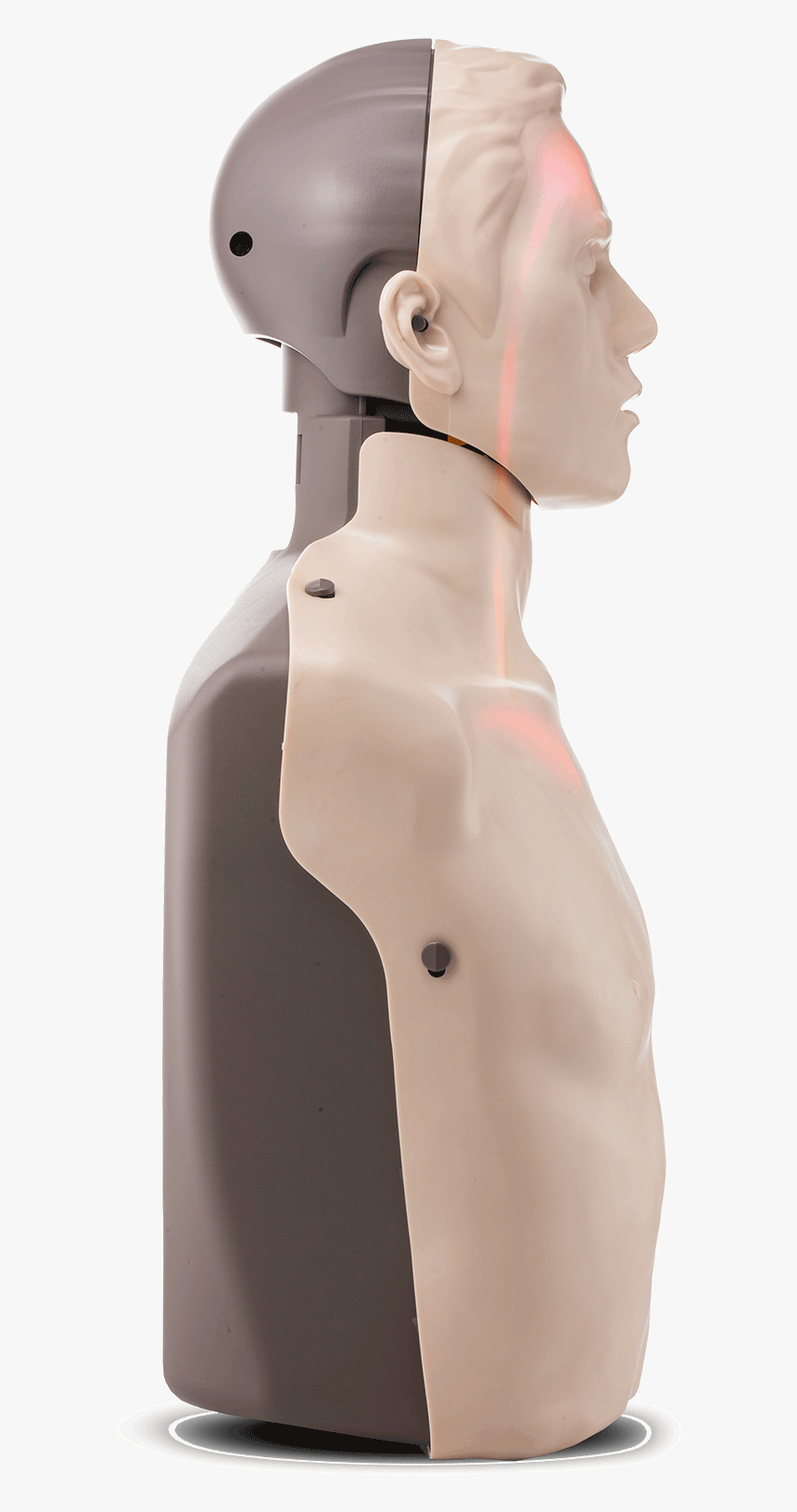 Bigred™ Cpr Manikin With Led Light Cpr Feedback - Figurine, HD Png Download