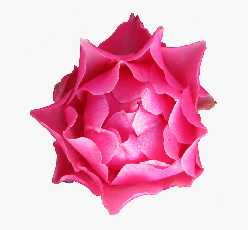 Transparent Rose Petals Falling Png - Rose, Png Download
