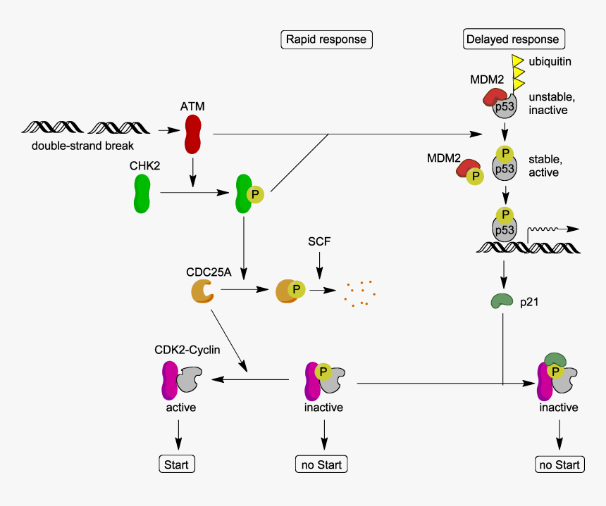 Atm Target Proteins - Atm P53, HD Png Download