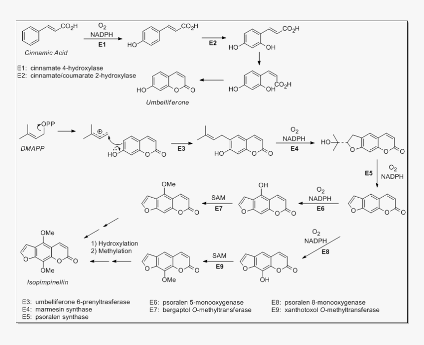 File - Chem257 - 2 - Discotic Liquid Crystal, HD Png Download