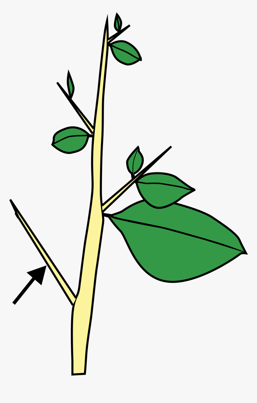 Tallos Espinas Caulinares, HD Png Download