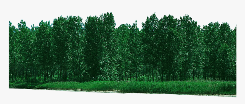 Forest Free Download Png - Png File Free Download, Transparent Png