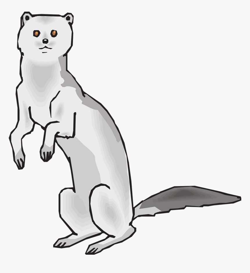 Mink Drawing, HD Png Download