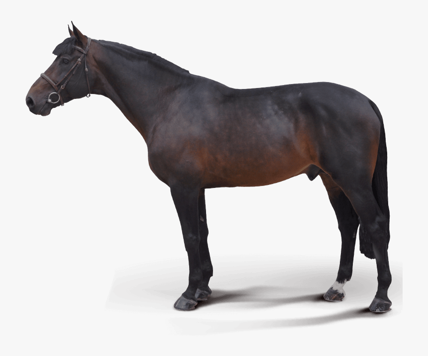 Fed Biz Stallion, HD Png Download