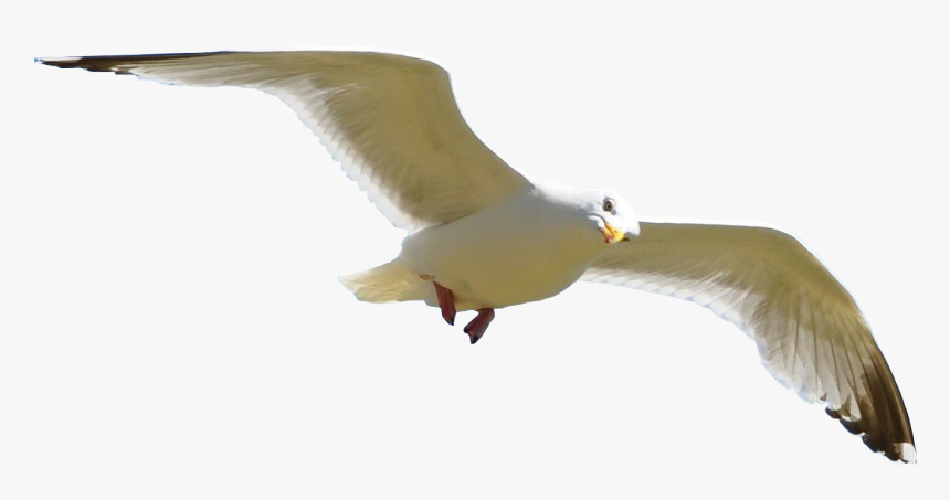 Sri Lanka Maldives Hotel Trip Planner - Seagull Flying Transparent Background, HD Png Download