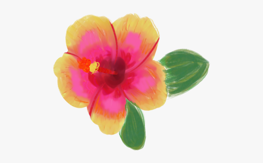 Chinese Hibiscus, HD Png Download