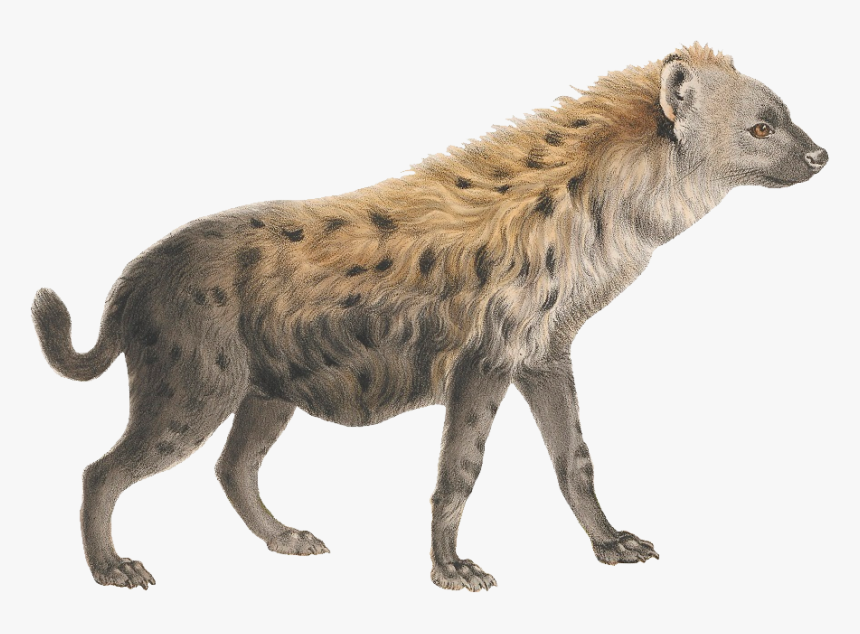 Hyena Png, Transparent Png