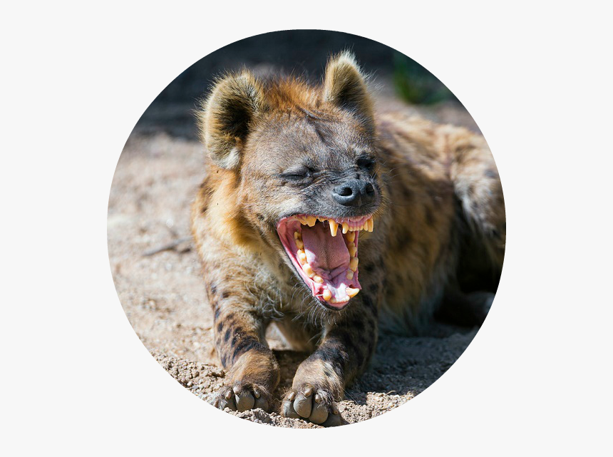 Cheetah Predators , Png Download - Hungry Hyena, Transparent Png
