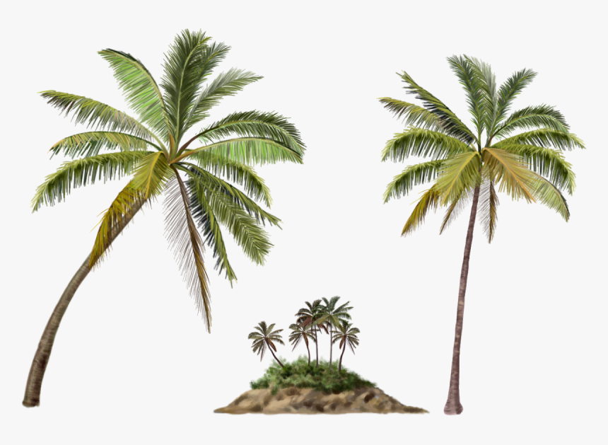 Palma, Format Full, Png V - Coconut Tree Png, Transparent Png