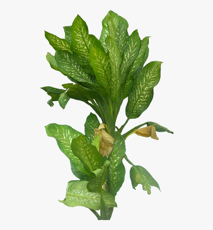 Plants Photoshop Collage Png, Transparent Png