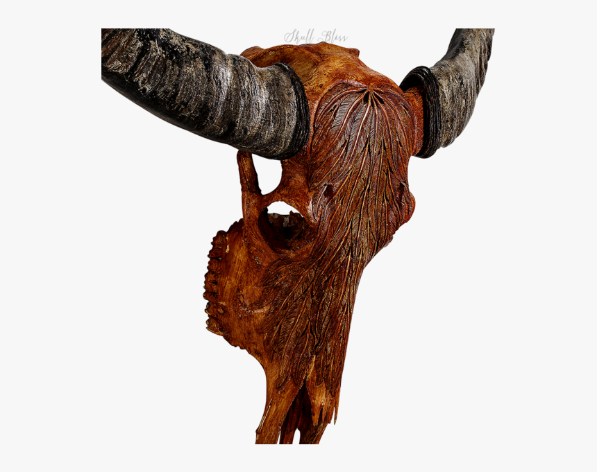 Animal Skulls Cattle Horn - Bull, HD Png Download