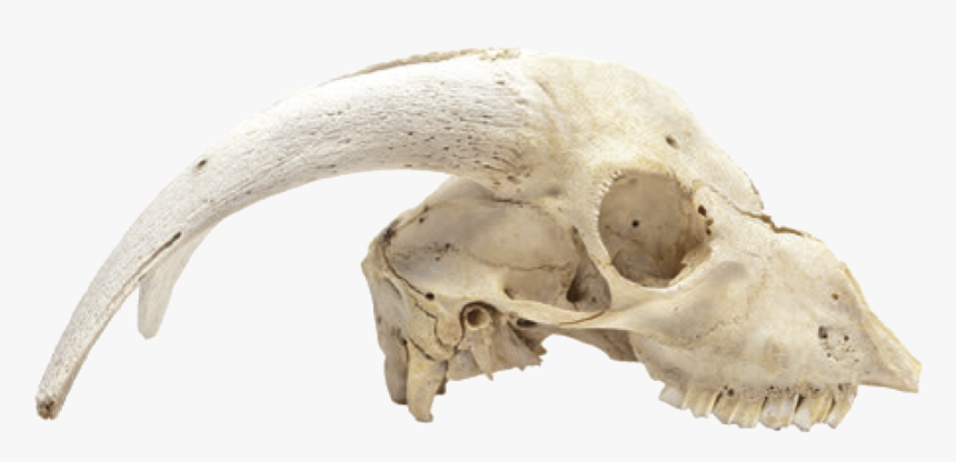 Animal Skull Png, Transparent Png