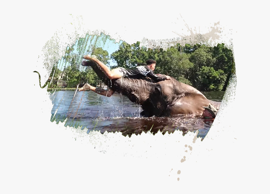 Water Buffalo, HD Png Download