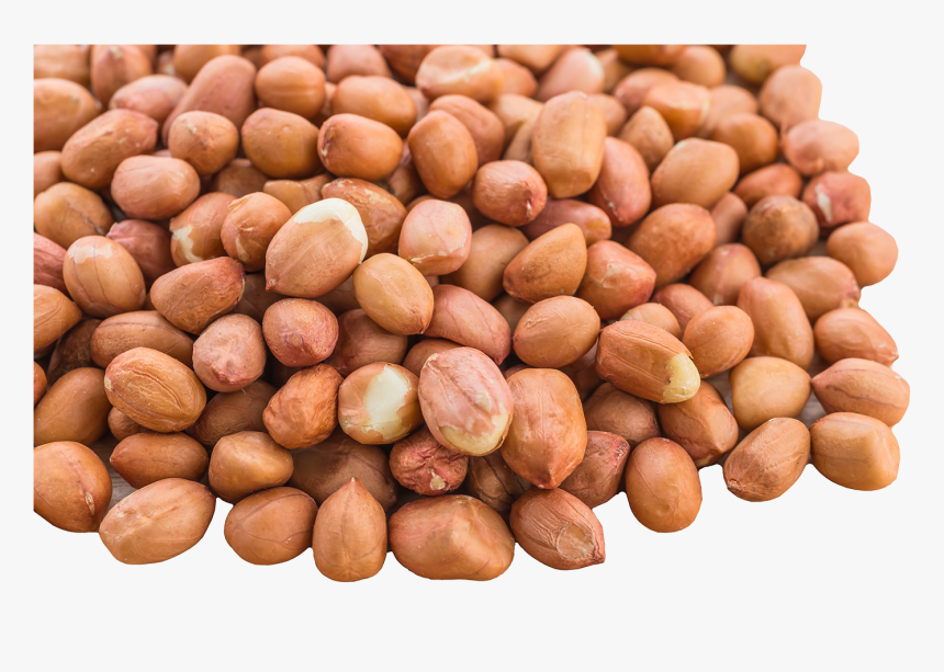 Hd Image Of Peanut, HD Png Download