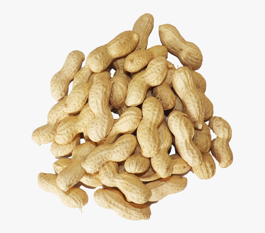 Peanut, HD Png Download , Transparent Png Image PNGitem