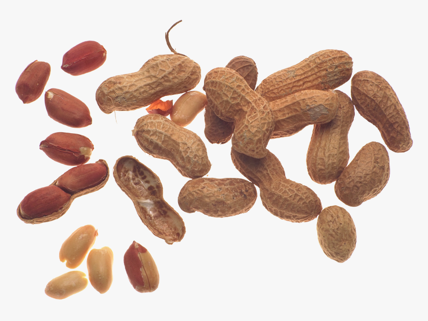 Peanut Png - Peanut, Transparent Png