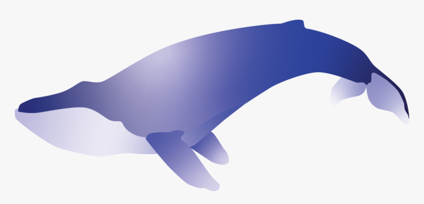 Blue Whale - Common Bottlenose Dolphin, HD Png Download