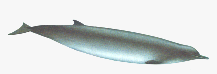Tasman Beaked Whale - Sand Eel, HD Png Download
