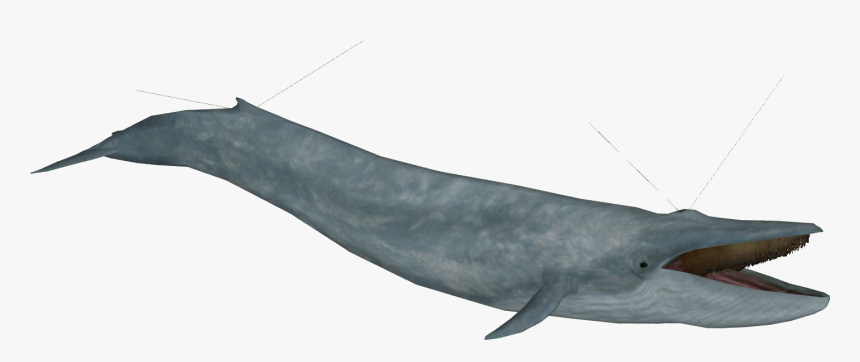 Blue Whale Model - Common Bottlenose Dolphin, HD Png Download