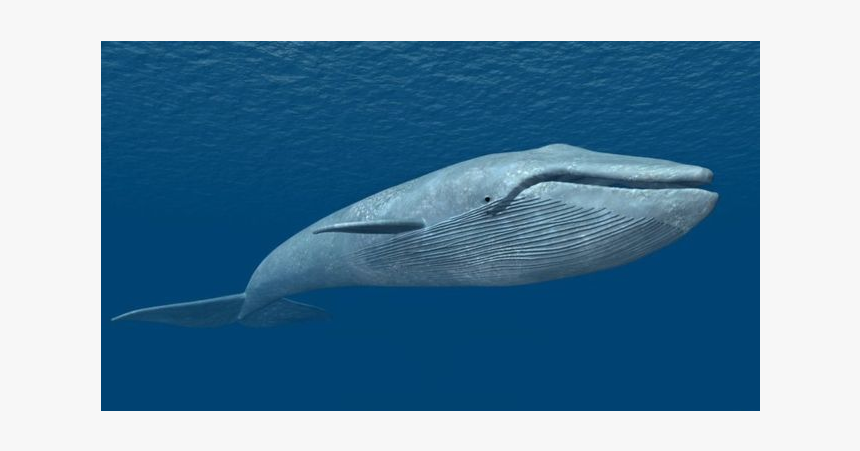 Blue Whale, HD Png Download