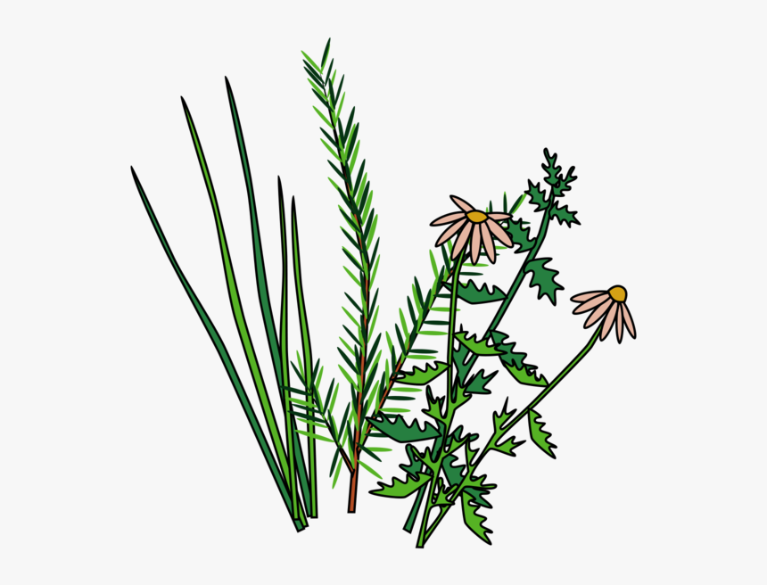 Herbs, HD Png Download