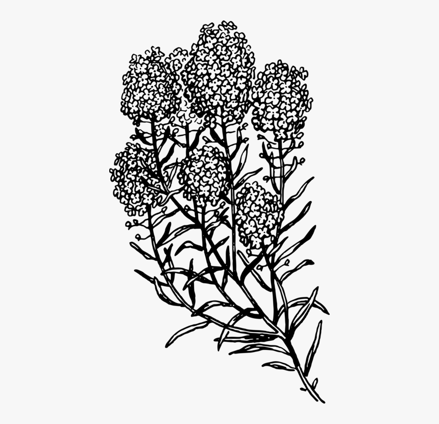 Symmetry,monochrome Photography,petal - Black And White Herb, HD Png Download