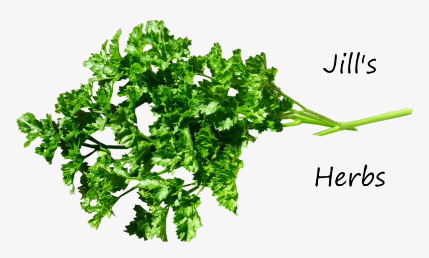 Parsley Herb - Pure Herbs, HD Png Download