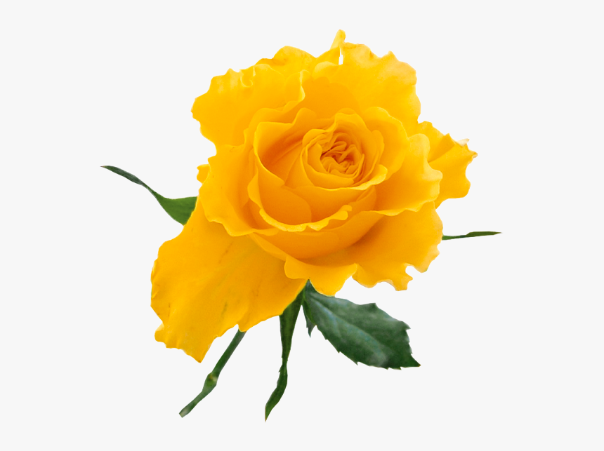 Yellow Rose Clip Art Free - Yellow Rose On Transparent Background, HD Png Download