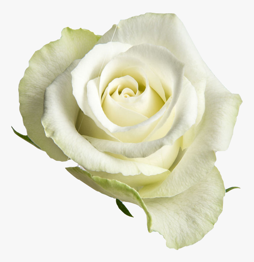 White Open Roses Png, Transparent Png