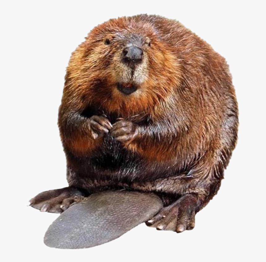 Beaver Soup, HD Png Download