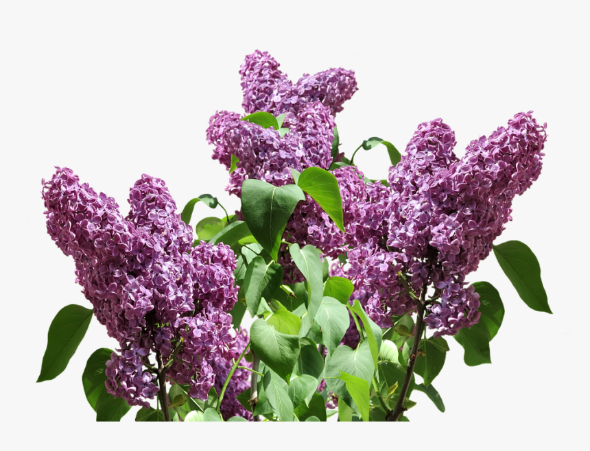 Lilac Png, Transparent Png