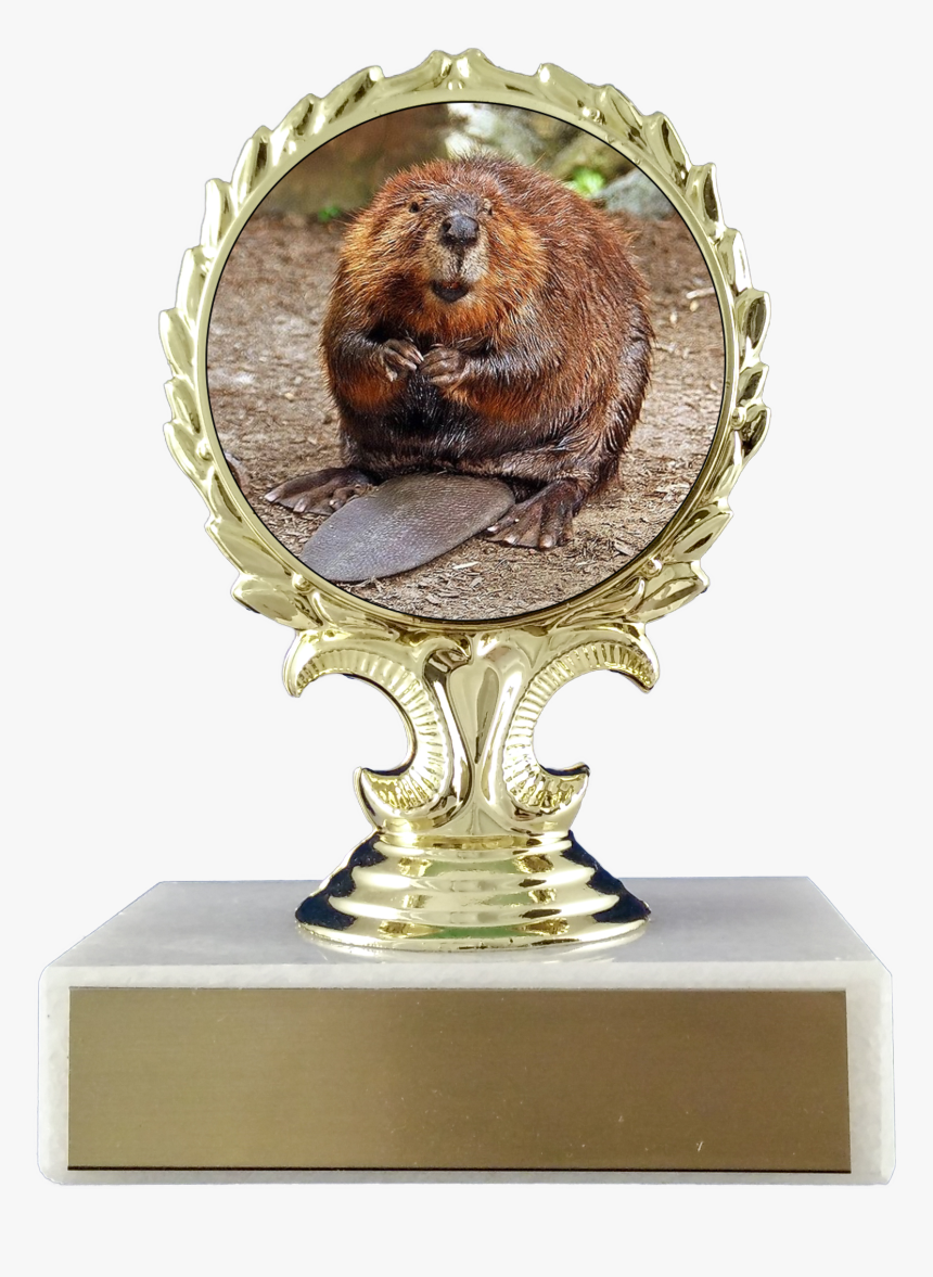 Beaver Logo Trophy On Flat White Marble Trophy Schoppy - Animaux Typique Du Canada, HD Png Download
