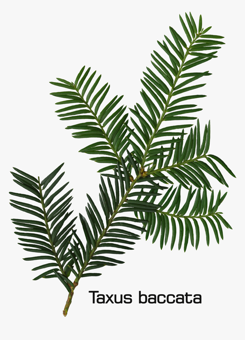 Taxus Baccata Twig - Fir Leaf, HD Png Download