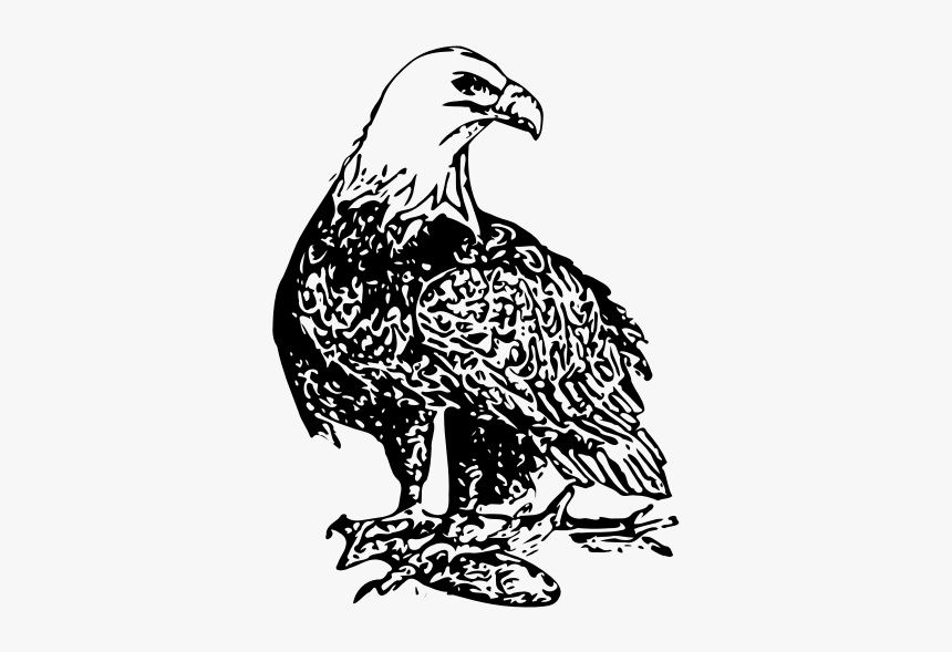Bald Eagle Vector Art, HD Png Download