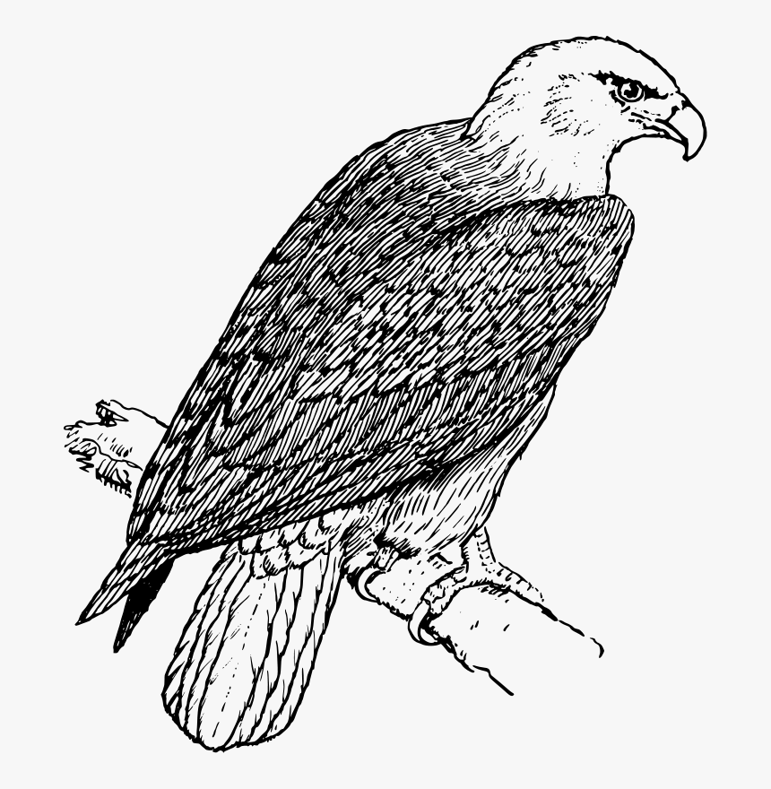 Free Vector Eagle - Eagle Picture Black And White, HD Png Download